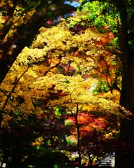 モミジ～神代植物公園2