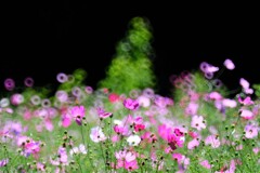 コスモス街道～佐久　見頃始め