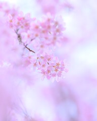 雨枝垂れ桜3
