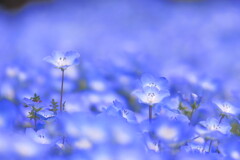 Nemophila