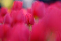 江の島サムエルコッキング苑～アイスチューリップ2