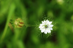 nigella