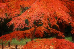 momiji ～神代植物公園