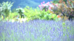 ラベンダー～大石公園1