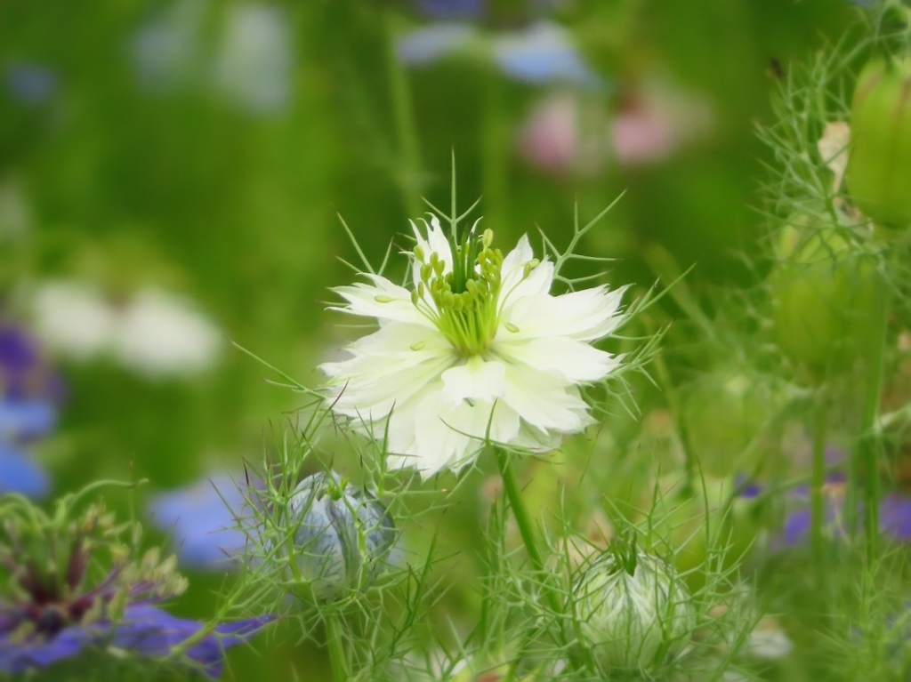 Love in a mist