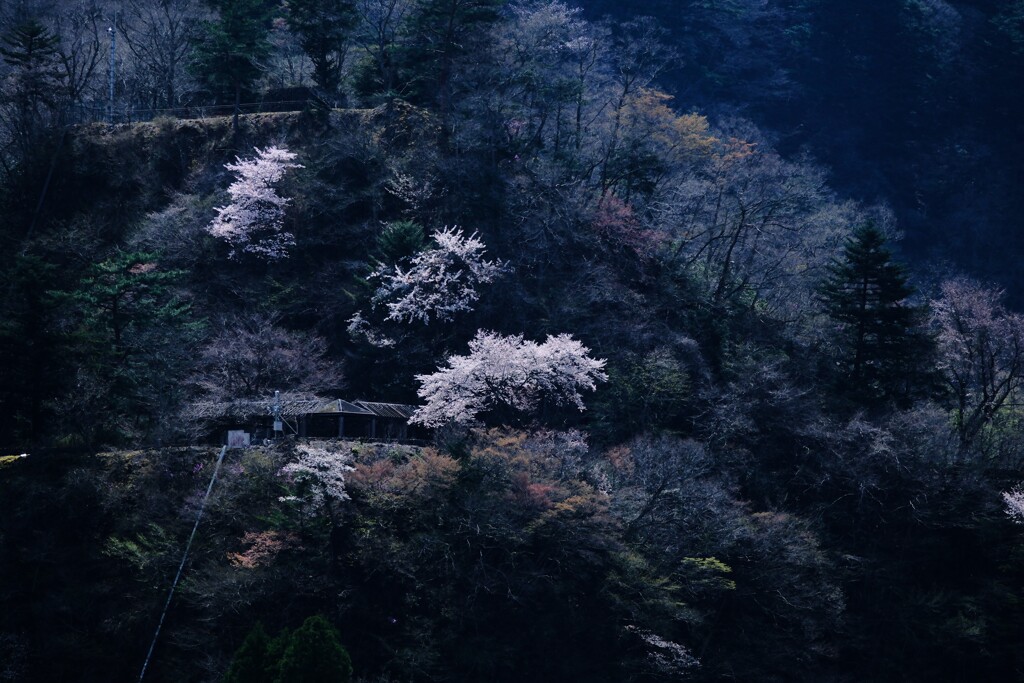 奥多摩湖～山の桜1