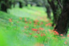 早咲き彼岸花～さくら堤公園1