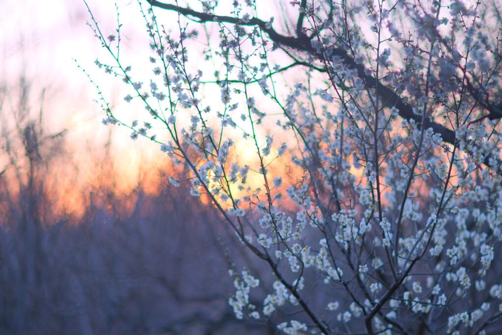 梅～府中郷土の森博物館３