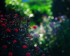 秋薔薇～中之条ガーデンズ1