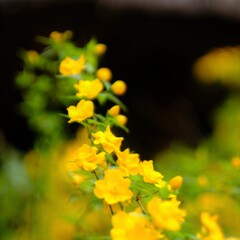 yamabuki
