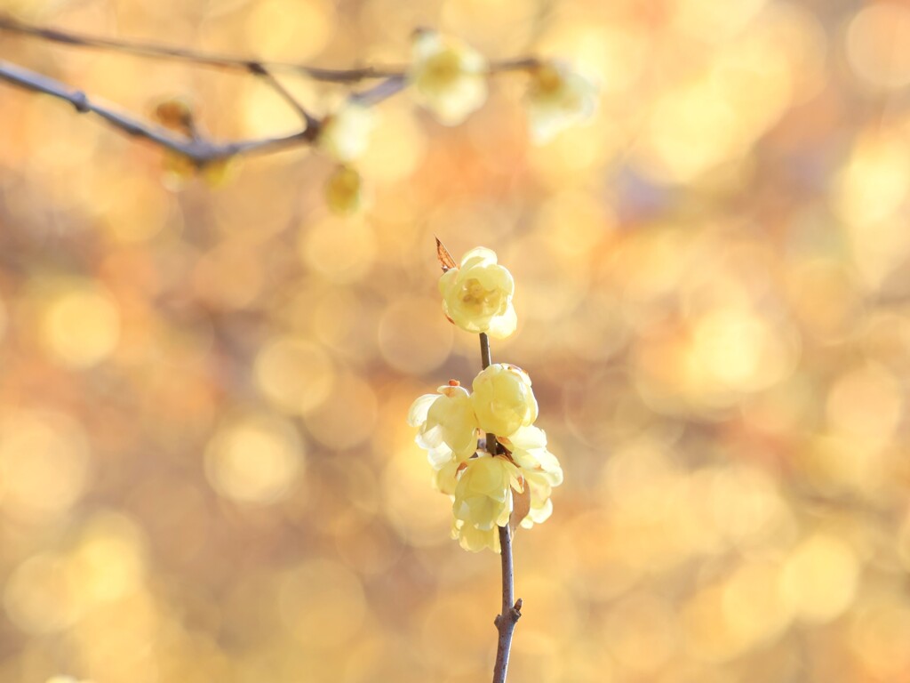 蠟梅3