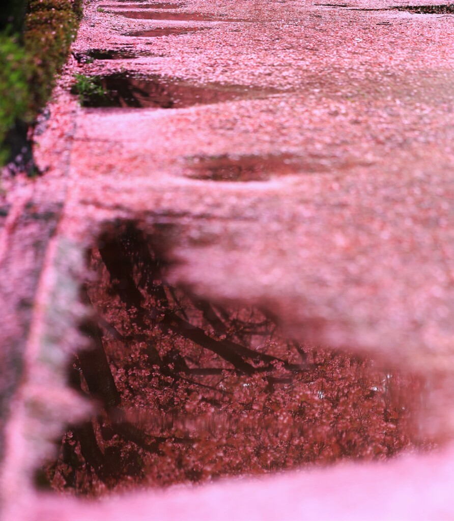 落紅桜道