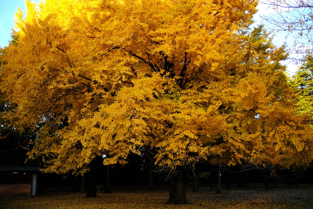 小金井公園の秋7～イチョウ