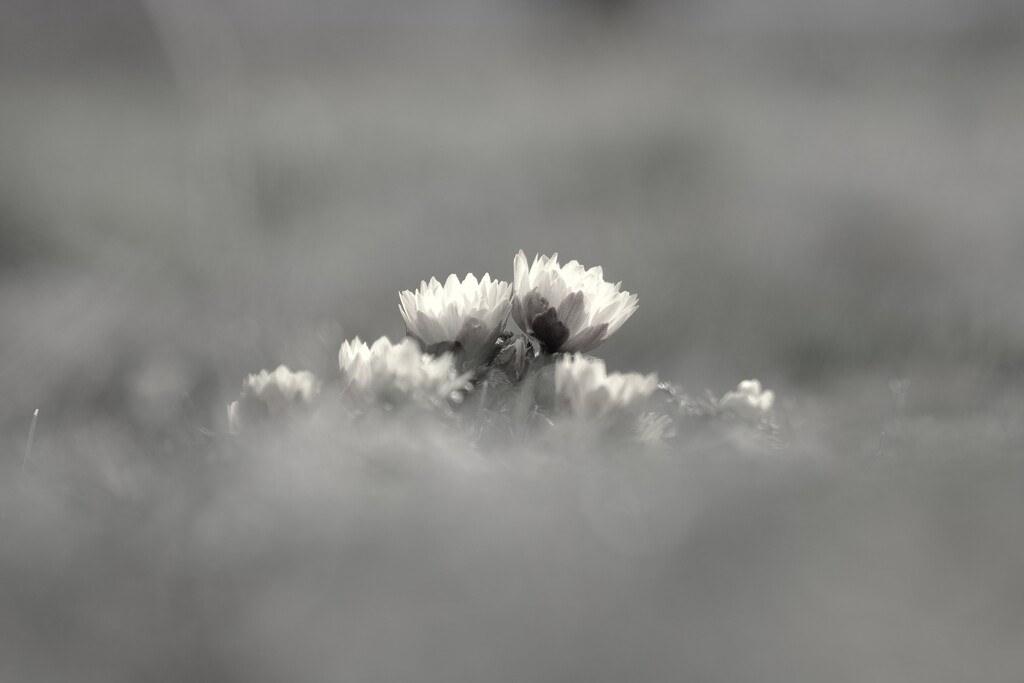 福寿草～越生梅林2
