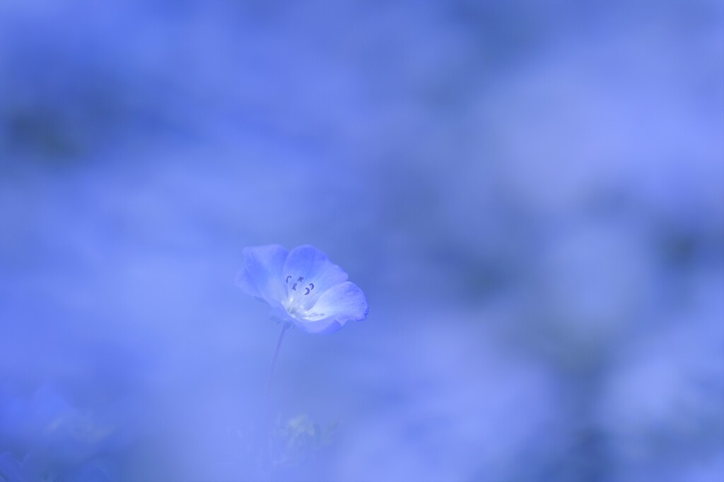 ネモフィラ～鼻高展望花の丘