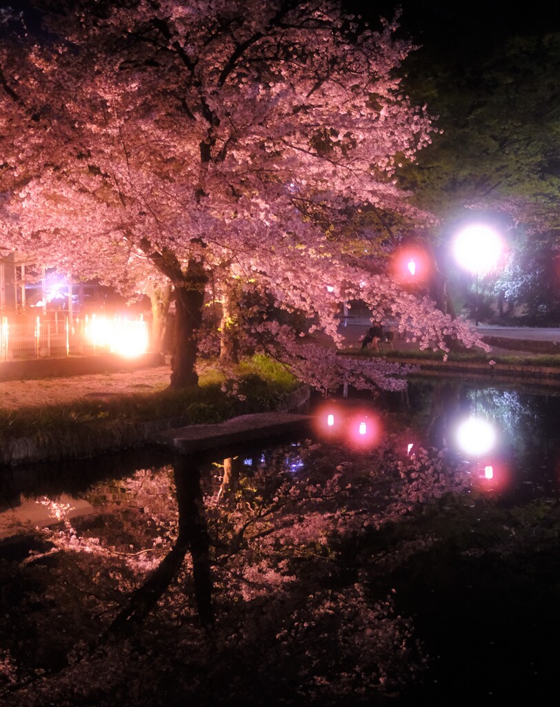 夜水桜～若泉公園