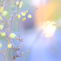 ロウバイ～昭和記念公園4