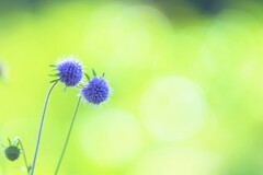 colors purple