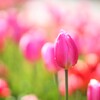 ice tulip