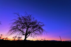 sunset tree