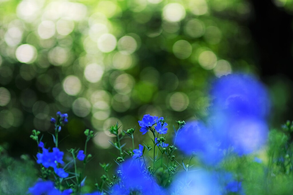 デルフィニウム～森林公園