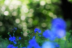 デルフィニウム~森林公園 デルフィニウム~森林公園