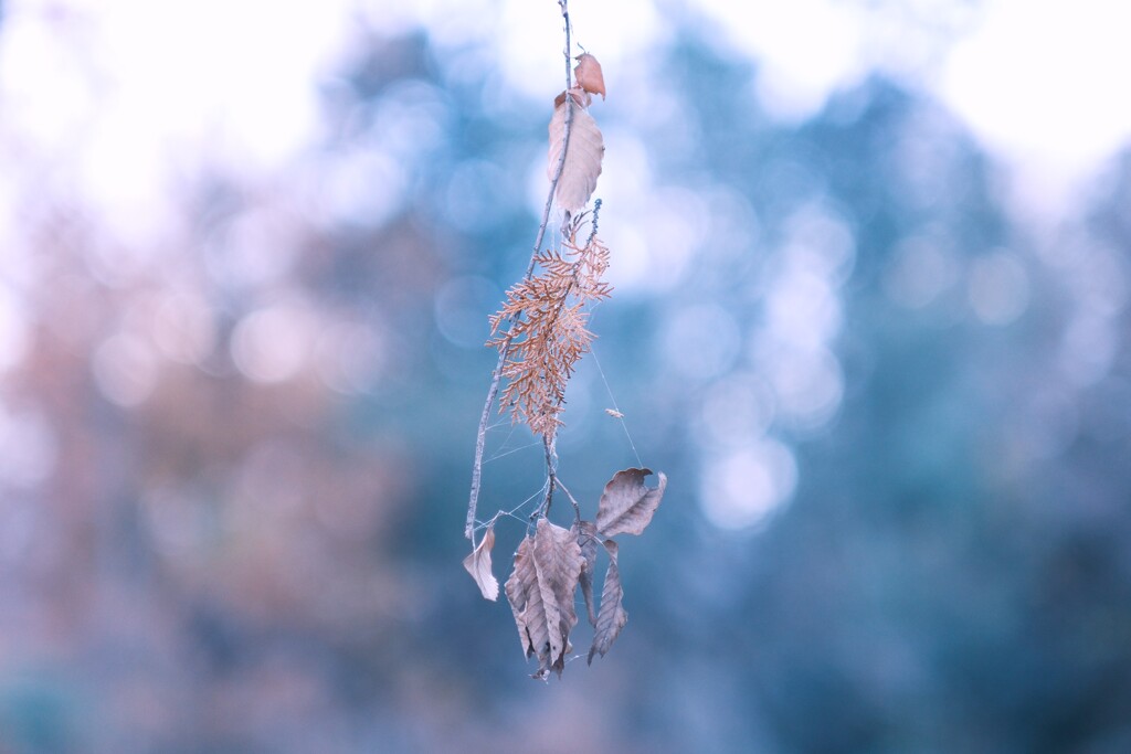 晩秋～稲荷山公園１