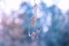 晩秋～稲荷山公園１