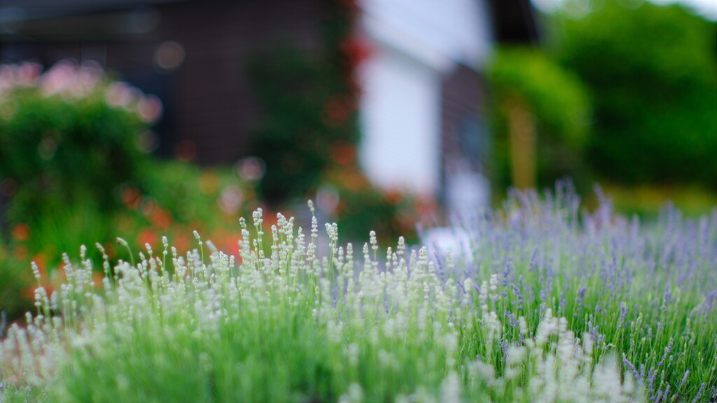 ラベンダー～夢ハーベスト農場