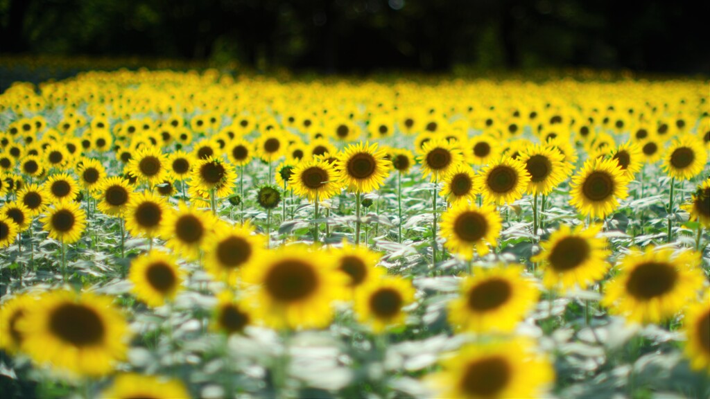ひまわり～昭和記念公園