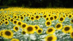 ひまわり~昭和記念公園 ひまわり~昭和記念公園