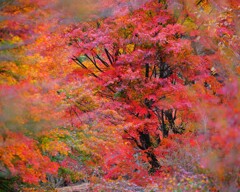 森の紅葉～赤城自然園1