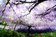 藤～～ナイアガラ藤園