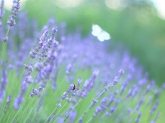 ラベンダー～蝶～蜂