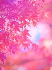 妙義山～紅葉４