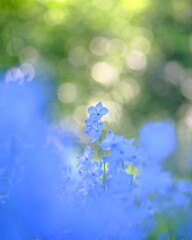 森林公園～　デルフィニウム