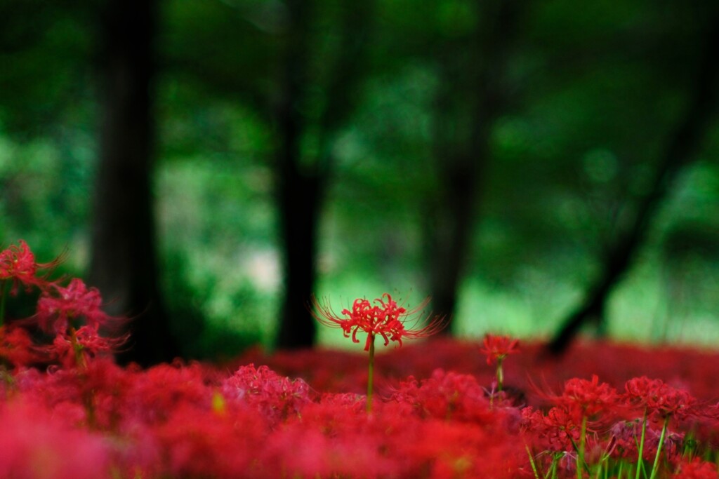 彼岸花見頃始まり～巾着田