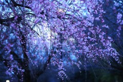 夜桜～枝垂桜