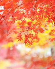 神代植物公園～紅葉１