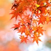 koyo ～森林公園紅葉