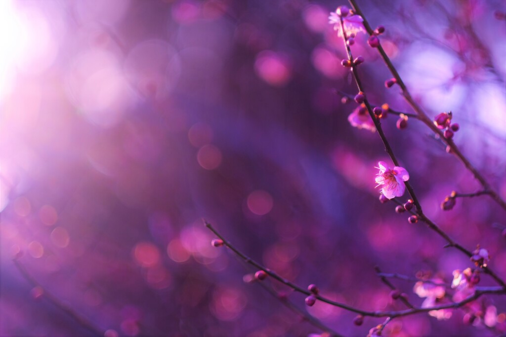 ume