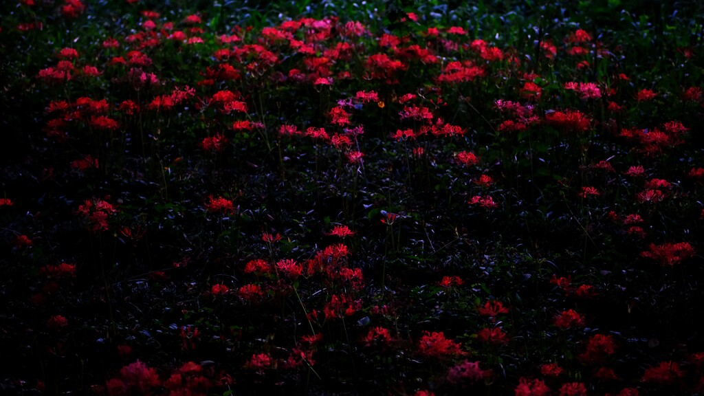 夜彼岸花～さくら堤公園