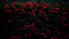 夜彼岸花～さくら堤公園