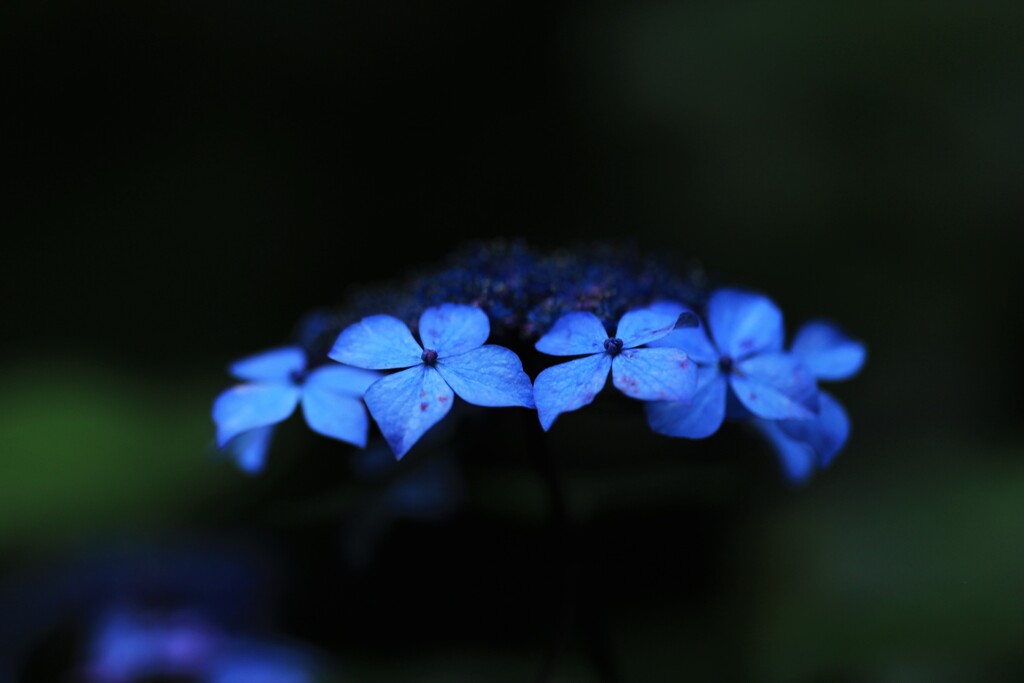 紫陽花～高幡不動