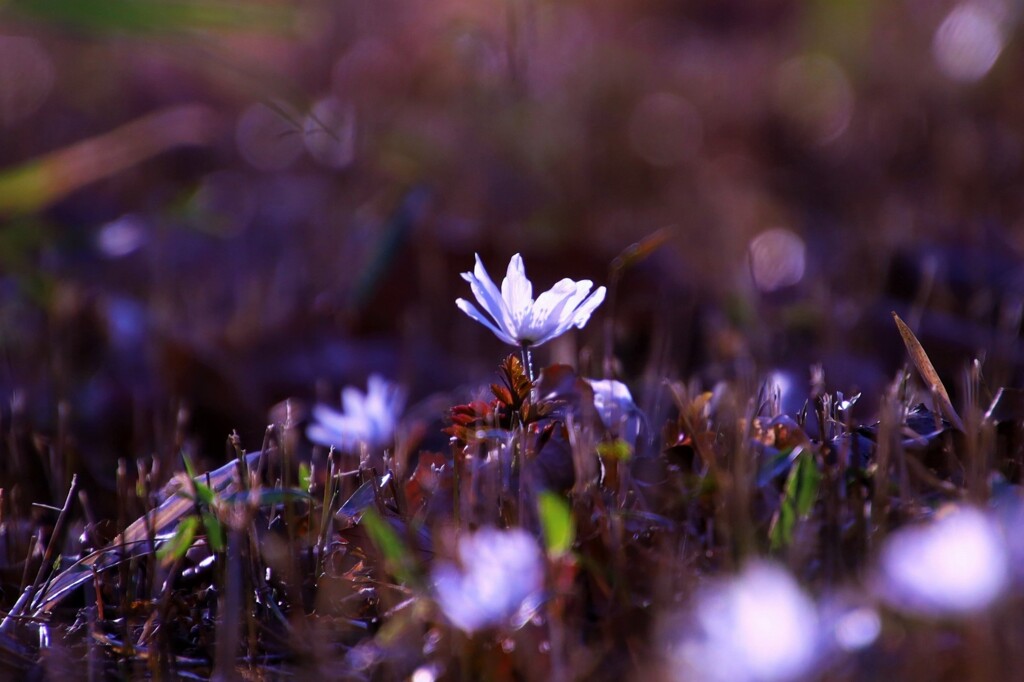 spring