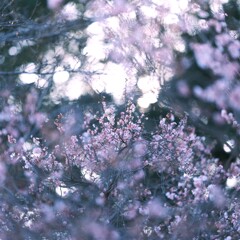 十月桜～新宿御苑