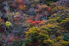 赤城山紅葉２