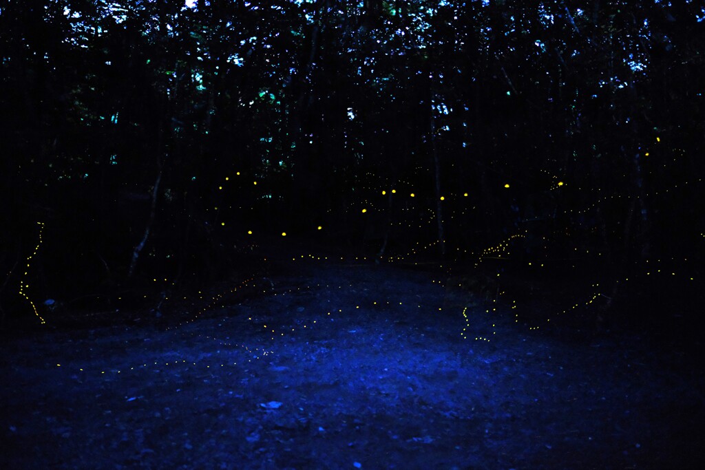 富士樹海で初ヒメホタル