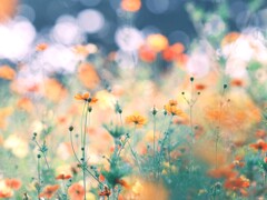 キバナコスモス～昭和記念公園