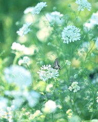 森林公園　～オルレアとアゲハ